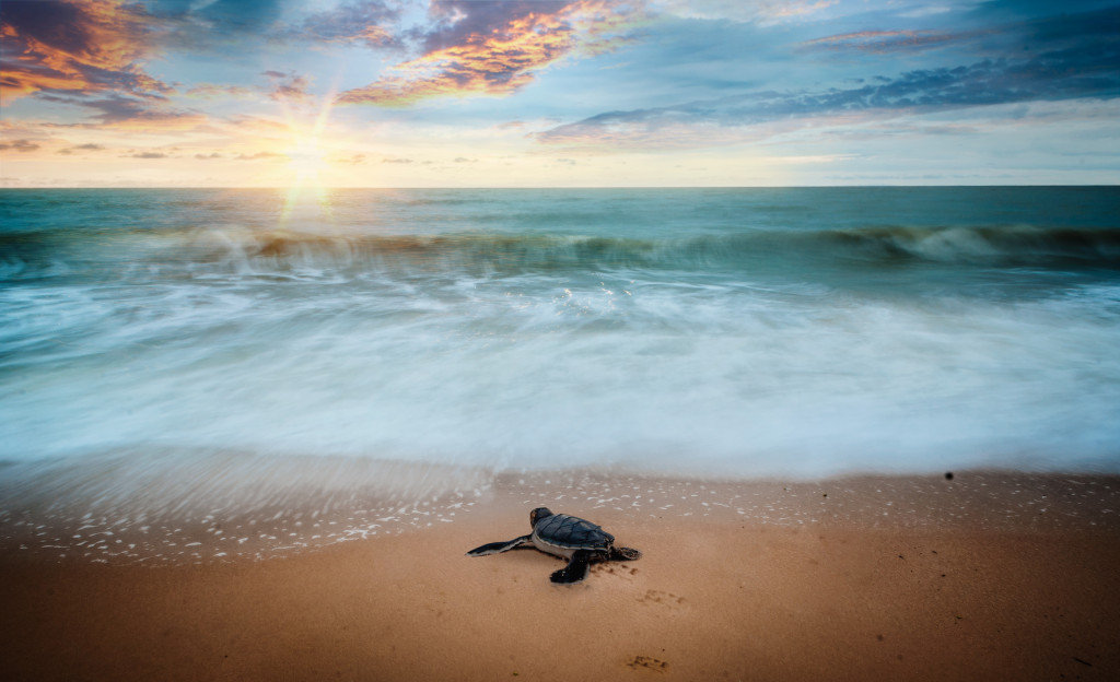 Turtle in the beach